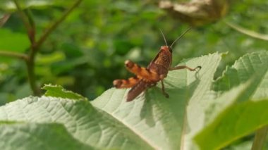 Bahçede yaprak üzerinde çekirge