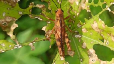 Yaprakların üzerinde sarı altın tırtıl