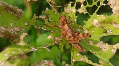 Yaprakların üzerinde sarı altın tırtıl