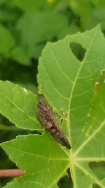 Yaprakların üzerinde sarı altın tırtıl