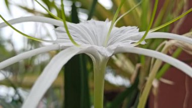 Bahçedeki örümcek zambağı
