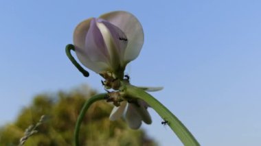 Bahçede uzun fasulye çiçekleri