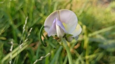 Bahçede uzun fasulye çiçekleri