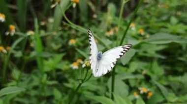 Bahçedeki kelebeğin güzelliği