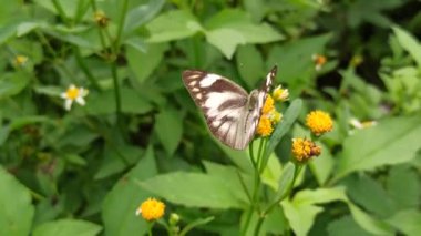 Bahçedeki kelebeğin güzelliği