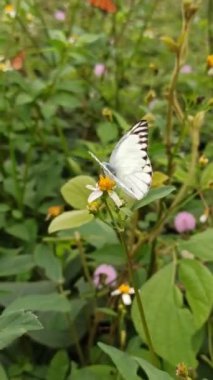 Bahçedeki kelebeğin güzelliği