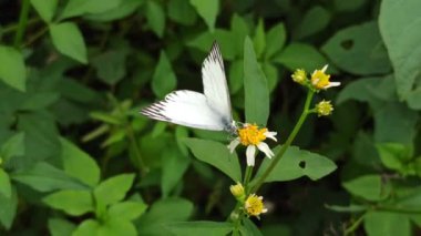 Bahçedeki kelebeğin güzelliği