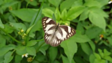 Bahçedeki kelebeğin güzelliği