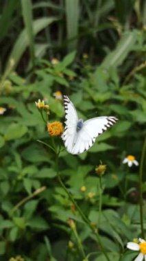 Bahçedeki kelebeğin güzelliği