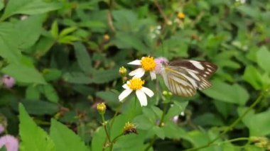 Bahçedeki kelebeğin güzelliği