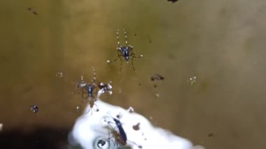 Anopheles Gambiae durgun suyun yüzeyine yumurtlar.