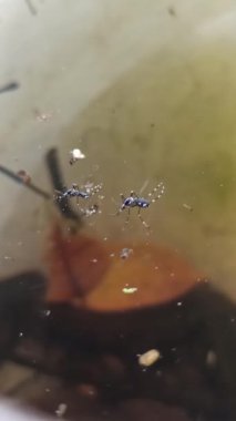 Anopheles Gambiae durgun suyun yüzeyine yumurtlar.