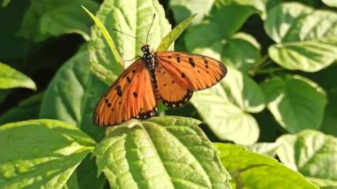 Çalılıklardaki turuncu kelebek