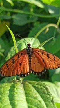 Çalılıklardaki turuncu kelebek