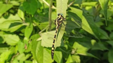 Bahçedeki yusufçuğun güzelliği