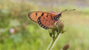 Çalılıklardaki turuncu kelebek