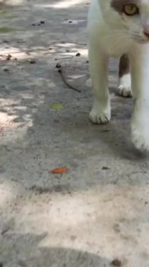 Bahçedeki sevimli kedi.