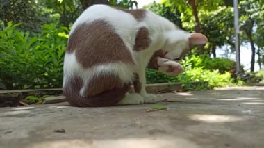 Bahçedeki sevimli kedi.