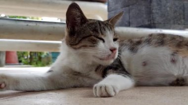 Bahçedeki sevimli kedi.