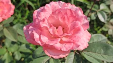 Bahçedeki pembe gül.