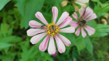 Bahçedeki zinya çiçeği.