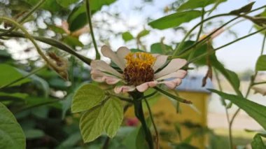 Bahçedeki zinya çiçeği.