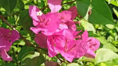 Çok güzel pembe begonviller.