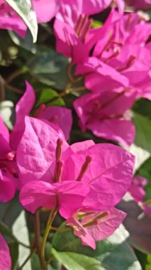 Çok güzel pembe begonviller.