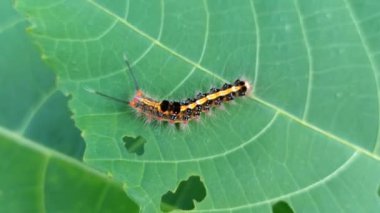 Çalılıklardaki korkunç tırtıllar.