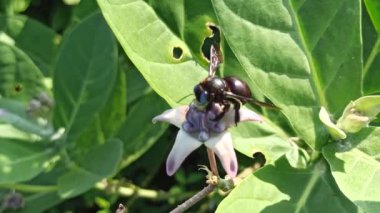 bomba çiçek üzerinde vestalis