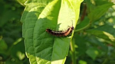 Çalılıklardaki korkunç tırtıllar.
