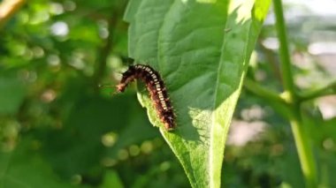 Çalılıklardaki korkunç tırtıllar.