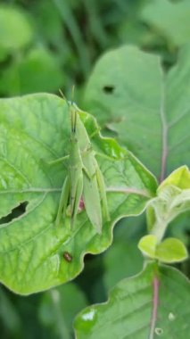 Yaprakların üzerinde güzellik çekirgesi