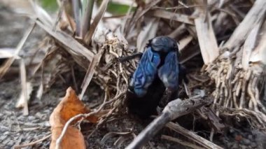 Vestal Cuckoo Bumblebee bahçede