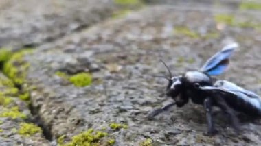 Vestal Cuckoo Bumblebee bahçede