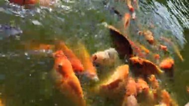 Gölette yemek için savaşan kırmızı levrek.