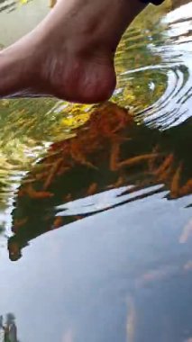 Balık havuzunda balık terapisi