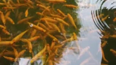 Balık havuzunda balık terapisi