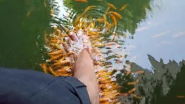 Balık havuzunda balık terapisi