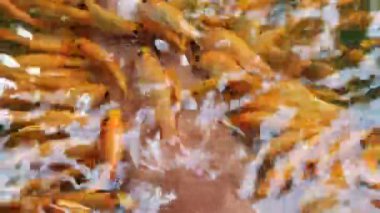 Balık havuzunda balık terapisi