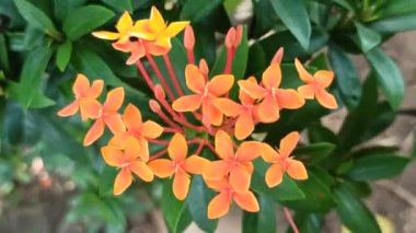 Bahçedeki Ashoka Çiçekleri