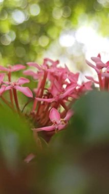 Bahçedeki Ashoka Çiçekleri