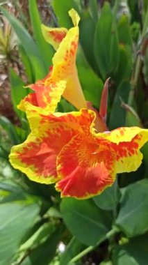 Bahçedeki Canna Lily