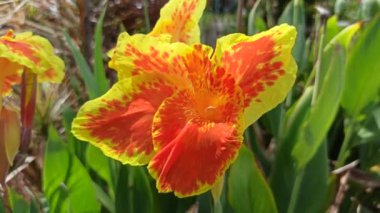 Bahçedeki Canna Lily