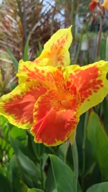 Bahçedeki Canna Lily