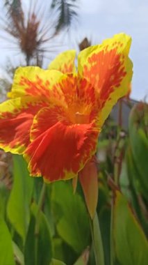 Bahçedeki Canna Lily