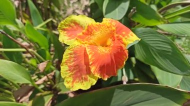 Bahçedeki Canna Lily