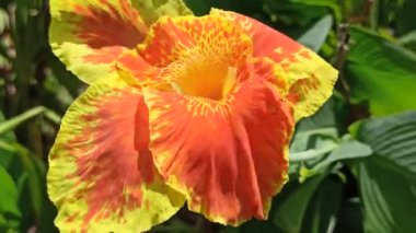 Bahçedeki Canna Lily