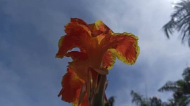 Bahçedeki Canna Lily