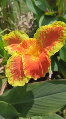 Bahçedeki Canna Lily